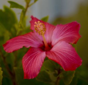 Close-up of pink flower