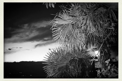 Low angle view of trees against sky