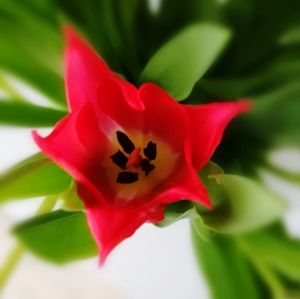 Close-up of red flower blooming outdoors