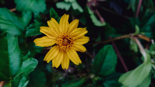 Close-up of yellow flowering plant