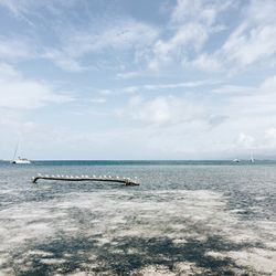 White birds sitting on a wooden branch in the water in san blas archipelago, guna yala, panama.