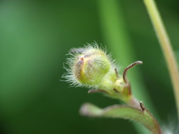 Close-up of insect on plant