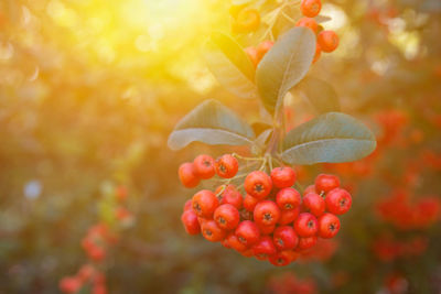 Close-up of red berries growing on tree