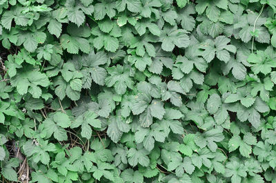 Full frame shot of ivy growing on field