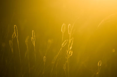 Close-up of fresh plant