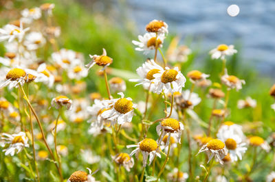 Close-up of yellow flowers on field