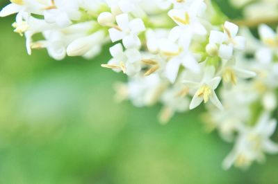 Close-up of flowers on tree