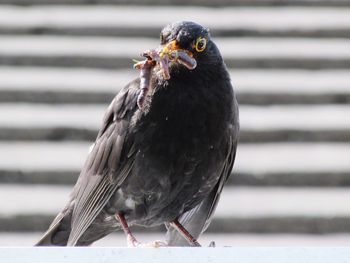 Close-up of a bird