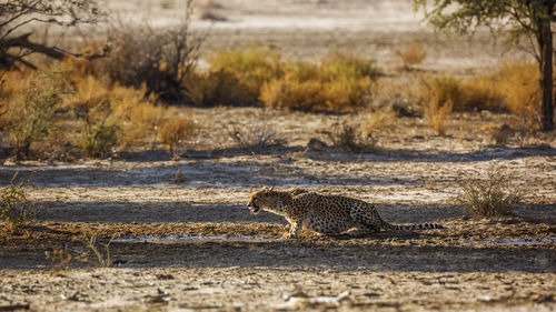 Cheetah walking on field