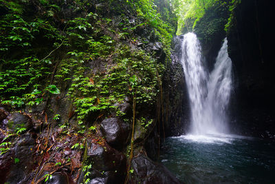 Scenic view of waterfall in forest