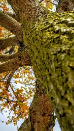Low angle view of cactus on tree