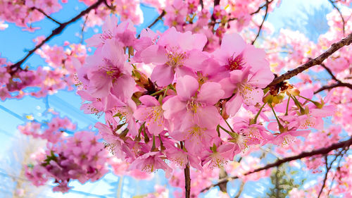 Close-up of pink cherry blossom