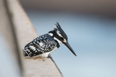 Close-up of bird perching on wood