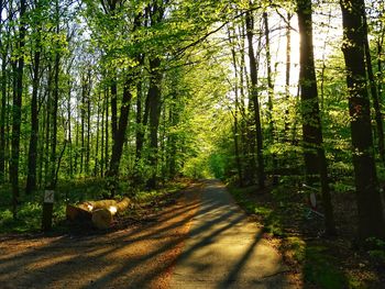 Road amidst trees in forest