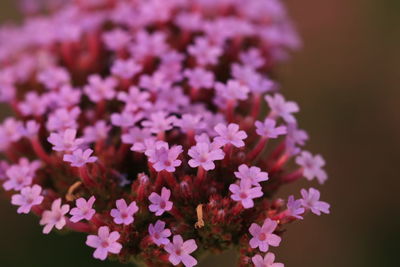 Close-up of purple flowering plant