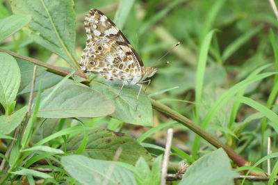 Butterfly on leaf