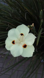 Close-up of white flower blooming outdoors