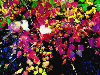 Full frame shot of flowers