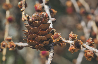 Close-up of wilted plant