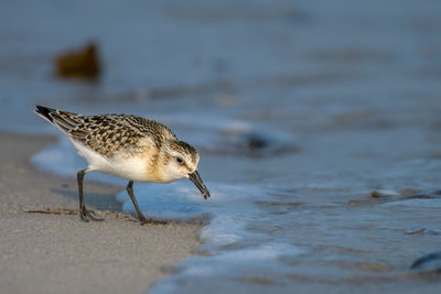 Close-up of seagull on beach