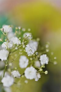 Close-up of white flowers