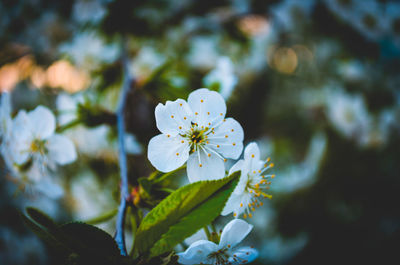 Close-up of white cherry blossoms blooming outdoors