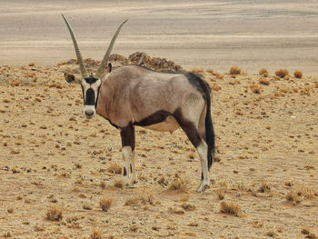 Oryx antelope looking at camera 