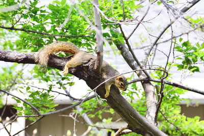 Low angle view of bird perching on tree