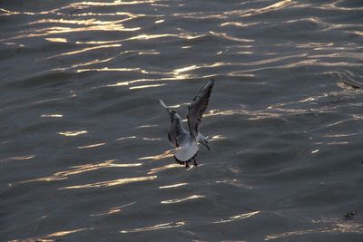 High angle view of seagulls flying over sea