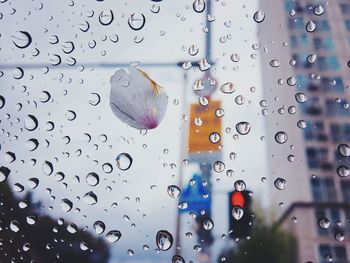 Raindrops and petal on windshield during rainy season