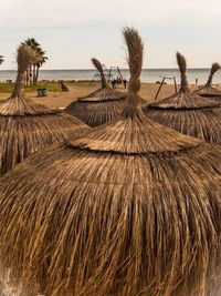 Palm trees on beach against sky