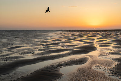 Beach sunset with bird