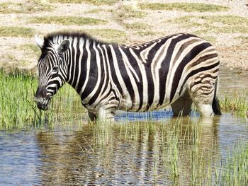 Zebra drinking water in lake