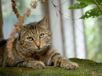 Close-up portrait of cat