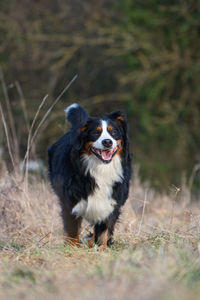 Dog running in a field