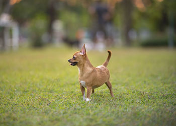 Full length of a dog on field