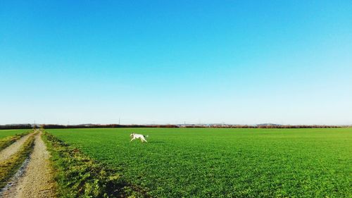 Scenic view of agricultural field against clear blue sky