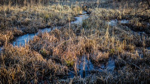 Plants growing on field by lake