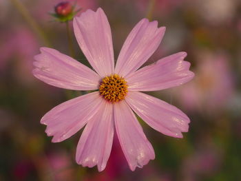 Close-up of pink flower