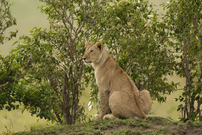 Lioness sitting by plants on land