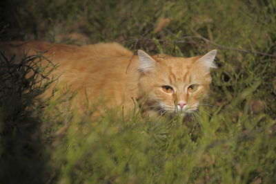 Portrait of a cat in a field