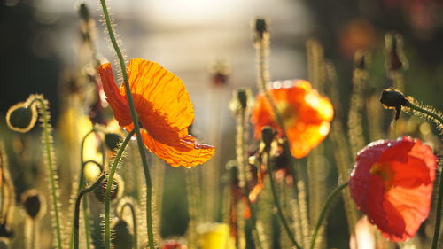 Close-up of orange flowering plant