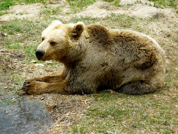 Lion relaxing on field