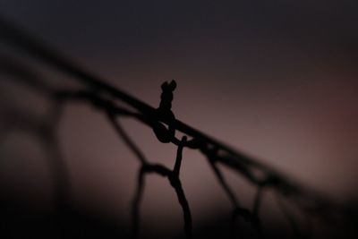 Close-up of silhouette bird perching on branch against sky