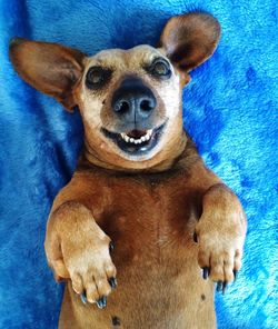 Close-up portrait of dog