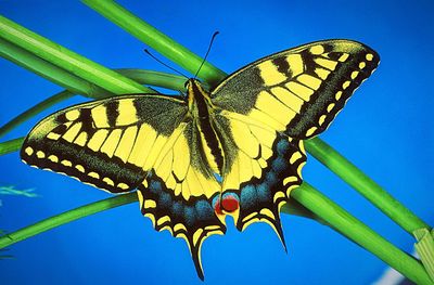 Low angle view of butterfly perching on tree against blue sky