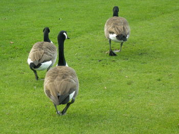 Canada geese on grassy field