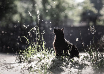 View of a cat on field