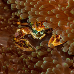 Close up of porcelain crab hiding in an anemone
