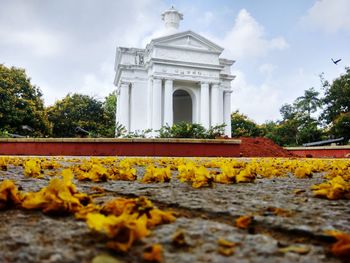 Surface level of yellow flowering plants against sky